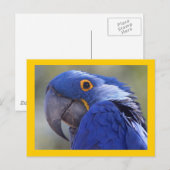 Hyacinth Macaw Briefkaart (Voorkant / Achterkant)