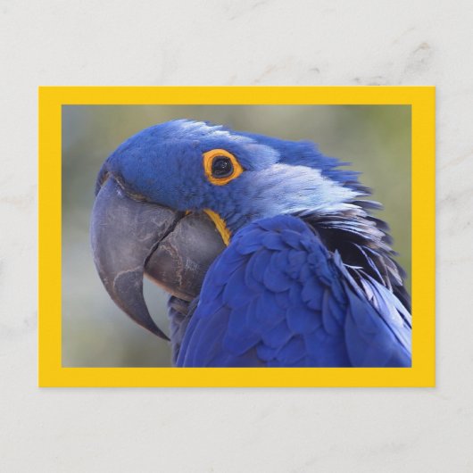 Hyacinth Macaw Briefkaart (Voorkant)