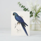 Hyacinth Macaw Briefkaart (Staand voorkant)
