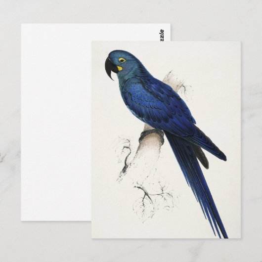 Hyacinth Macaw Briefkaart (Voorkant / Achterkant)