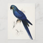 Hyacinth Macaw Briefkaart (Voorkant)