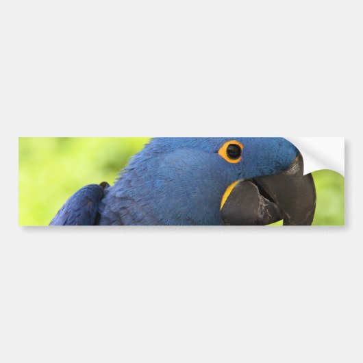 Hyacinth Macaw Bumpersticker (Voorkant)