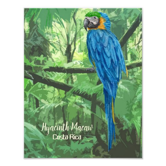 Hyacinth Macaw Costa Rica Design Poster (Voorkant)