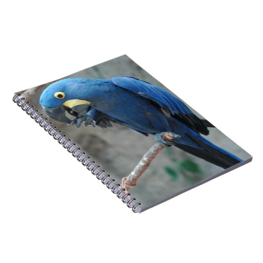Hyacinth Macaw-laptop Notitieboek (Rechterzijde)