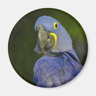 Hyacinth Macaw Magneet