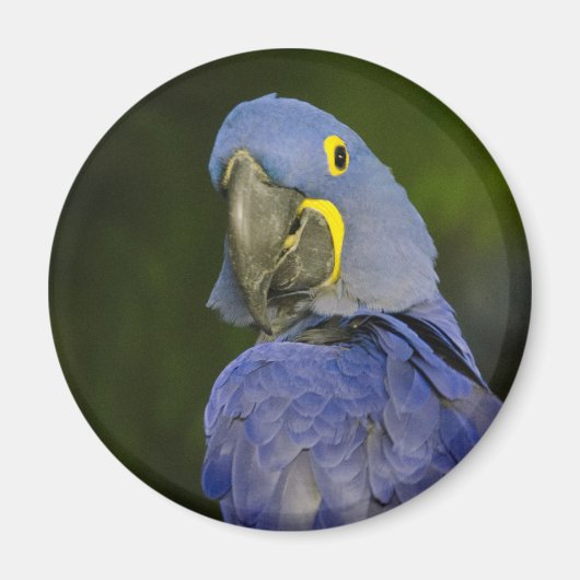 Hyacinth Macaw Magneet (Voorkant)