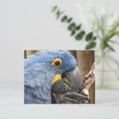 Hyacinth Macaw Parrot Briefkaart (Staand voorkant)
