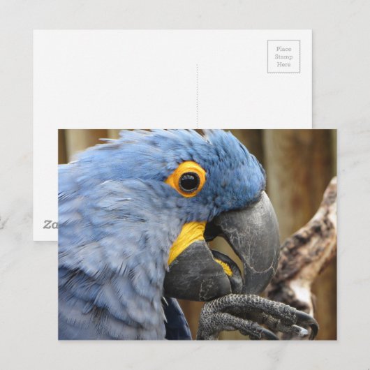 Hyacinth Macaw Parrot Briefkaart (Voorkant / Achterkant)