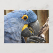 Hyacinth Macaw Parrot Briefkaart (Voorkant)