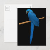 Hyacinth Macaw Parrot Briefkaart (Voorkant / Achterkant)