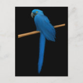 Hyacinth Macaw Parrot Briefkaart (Voorkant)