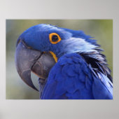 Hyacinth Macaw Poster (Voorkant)