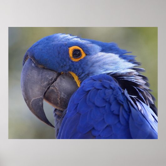 Hyacinth Macaw Poster (Voorkant)