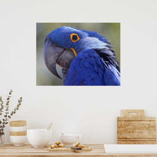 Hyacinth Macaw Poster (Keuken)