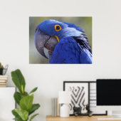 Hyacinth Macaw Poster (Thuiskantoor)
