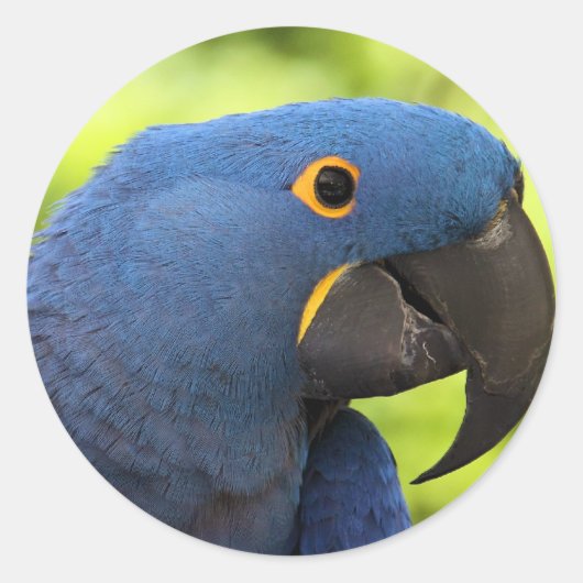 Hyacinth Macaw Ronde Sticker (Voorkant)