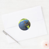 Hyacinth Macaw Ronde Sticker (Envelop)