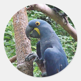 Hyacinth Macaw Ronde Sticker