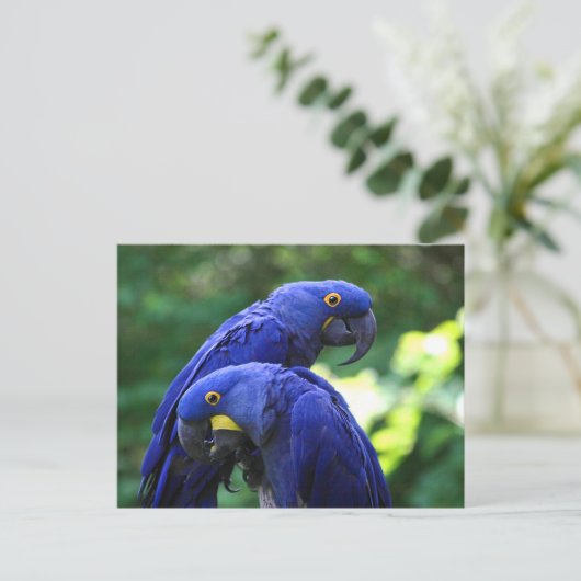 Hyacinth Macaws Briefkaart (Staand voorkant)