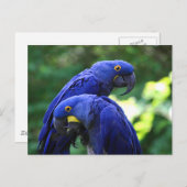 Hyacinth Macaws Briefkaart (Voorkant / Achterkant)