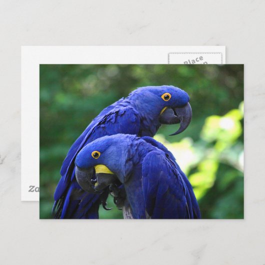 Hyacinth Macaws Briefkaart (Voorkant / Achterkant)