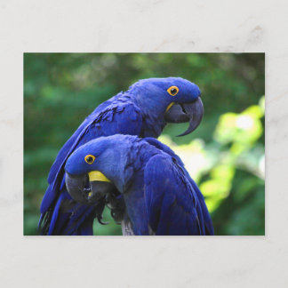 Hyacinth Macaws Briefkaart