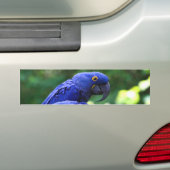 Hyacinth Macaws Bumpersticker (Op auto)