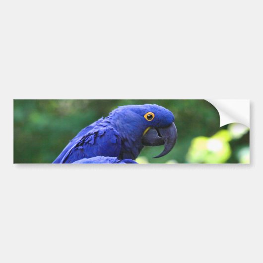 Hyacinth Macaws Bumpersticker (Voorkant)