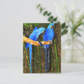 Hyacinth Macaws foto van JLH Briefkaart (Staand voorkant)