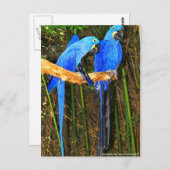 Hyacinth Macaws foto van JLH Briefkaart (Voorkant / Achterkant)