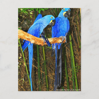 Hyacinth Macaws foto van JLH Briefkaart