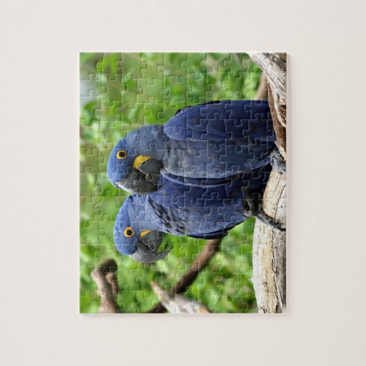 Hyacinth Macaws Legpuzzel (Verticaal)