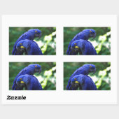 Hyacinth Macaws Rechthoekige Sticker (Vel)