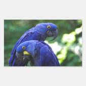 Hyacinth Macaws Rechthoekige Sticker (Voorkant)