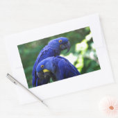 Hyacinth Macaws Rechthoekige Sticker (Envelop)