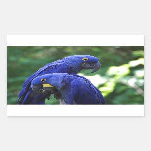 Hyacinth Macaws Rechthoekige Sticker