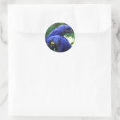 Hyacinth Macaws Ronde Sticker (Tas)