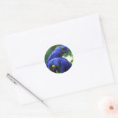 Hyacinth Macaws Ronde Sticker (Envelop)