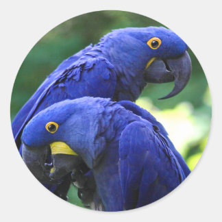 Hyacinth Macaws Ronde Sticker