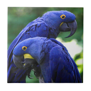 Hyacinth Macaws Tegeltje