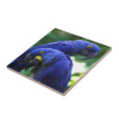 Hyacinth Macaws Tegeltje (Zijkant)