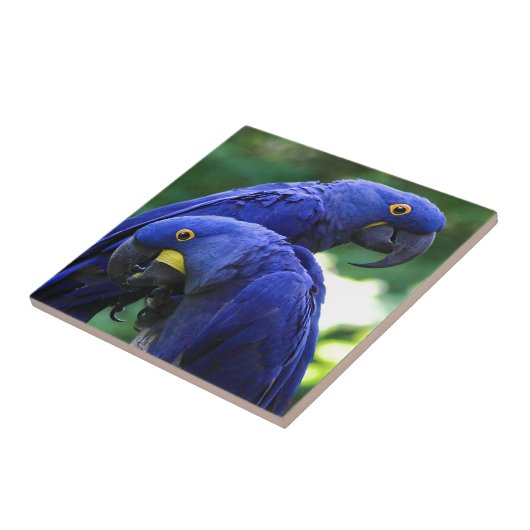 Hyacinth Macaws Tegeltje (Zijkant)