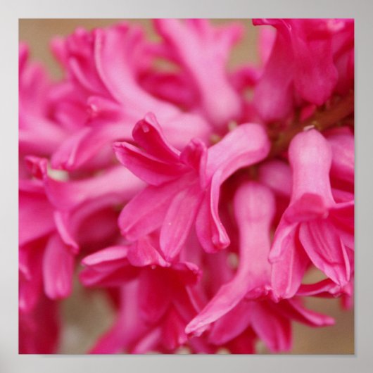 Hyacinth Pink Canvas Poster (Voorkant)