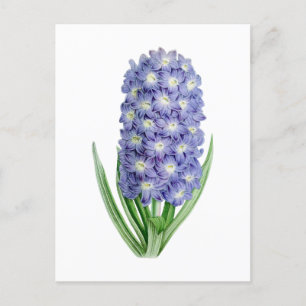 Hyacinth Vintage Botanische Ansichtkaart Briefkaart