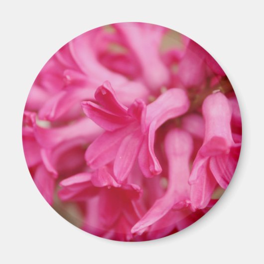 Hyacinthe Pink Magneet (Voorkant)