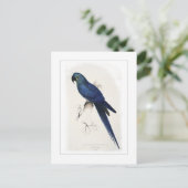 Hyacinthine macaw briefkaart (Staand voorkant)