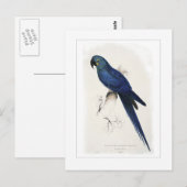 Hyacinthine macaw briefkaart (Voorkant / Achterkant)