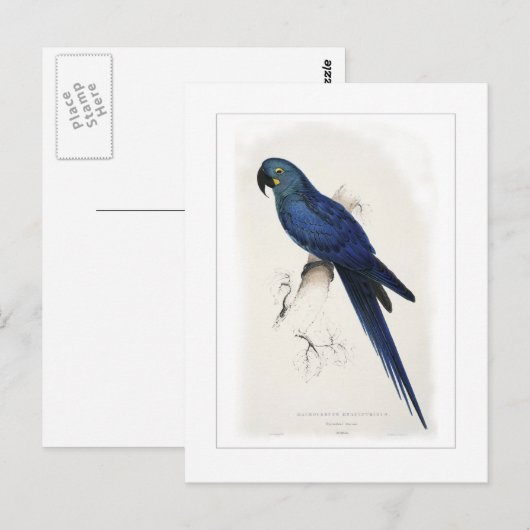 Hyacinthine macaw briefkaart (Voorkant / Achterkant)