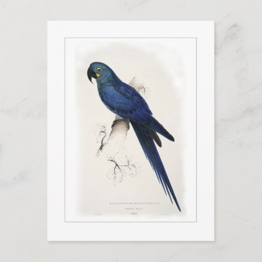 Hyacinthine macaw briefkaart (Voorkant)