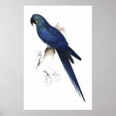 Hyacinthine Maccaw door Edward Lear Poster (Voorkant)